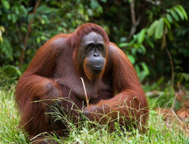 istock A big dominant male sitting on the grass. 678065410