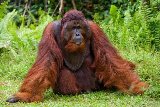 istock A big dominant male sitting on the grass. 678067148