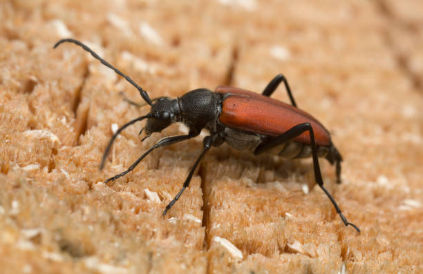 istock Anastrangalia sanguinolenta laying eggs on wood 678071100