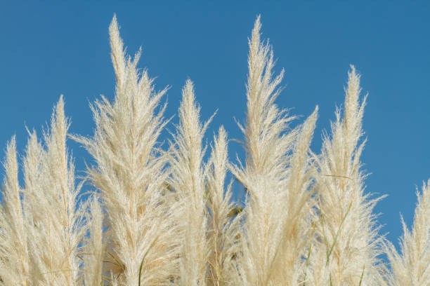 istock Several branches of foxtail Cortaderia selloana with sunlight 678073382