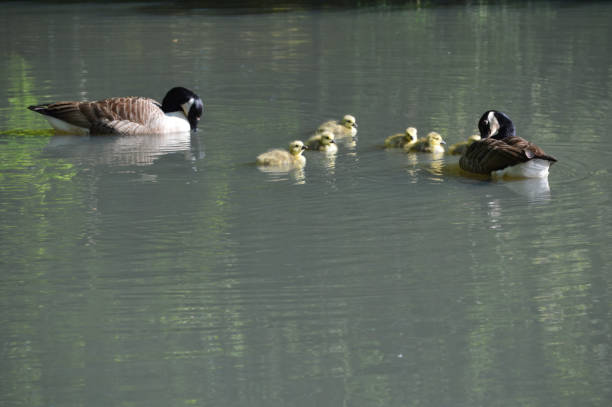 istock Family of Canada geese. 678074088