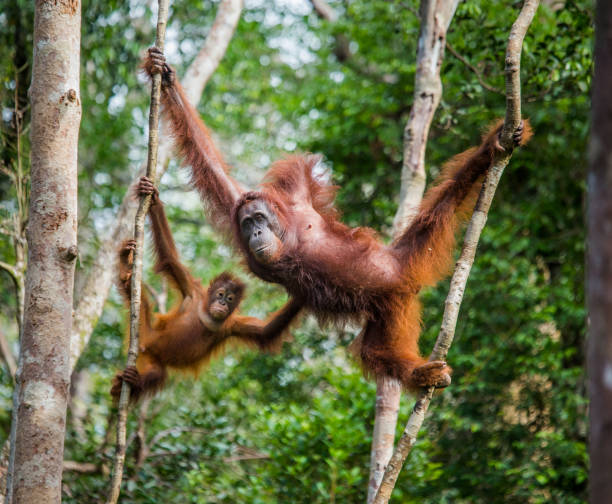 The female of the orangutan with a baby in a tree. stock photo