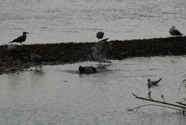 Flying and cleaning, bathing seagulls on the Mediterranean in Spain Seagulls, Spain, Mediterranean, flying möwe stock pictures, royalty-free photos & images