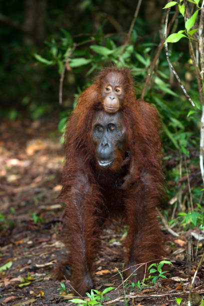 istock Female orangutan with a baby in the wild. 678077330