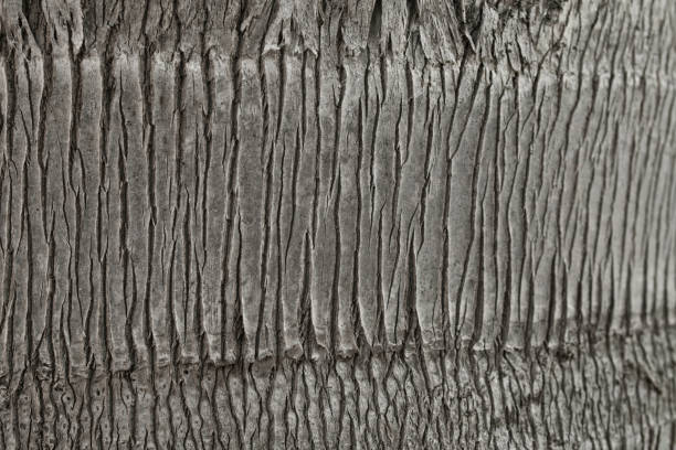 Palm tree texture. Background of palm tree bark. Organic background and texture. Abstract texture and background for designers. Macro view of palm tree bark. Natural pattern.