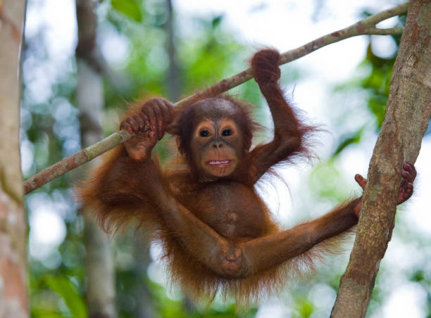 istock A baby orangutan in the wild. 678077634