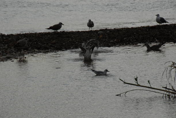 Flying and cleaning, bathing seagulls on the Mediterranean in Spain Seagulls, Spain, Mediterranean, flying möwe stock pictures, royalty-free photos & images