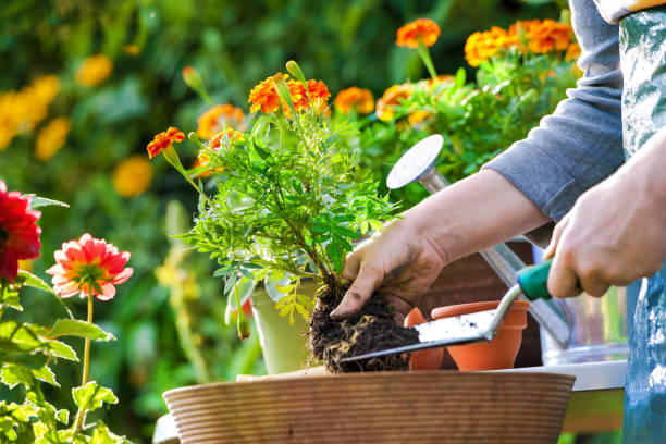 istock Potting flowers in the garden 678078842