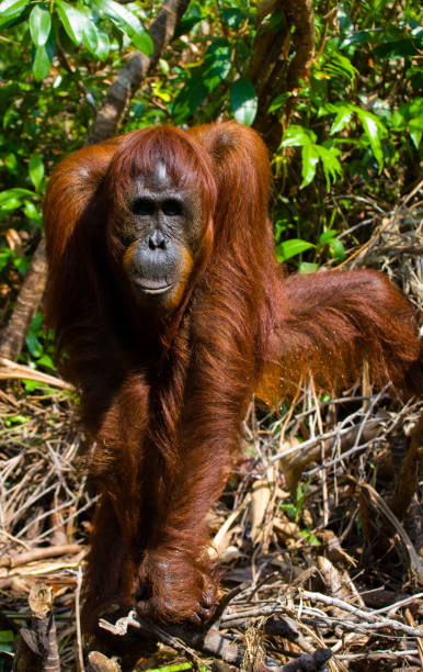 istock Orangutan drinking water from the river in the jungle. 678079158