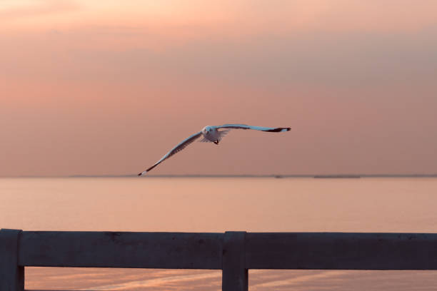 oiseau glissant au-dessus de la mer au coucher du soleil - action alertness animal bird photos et images de collection