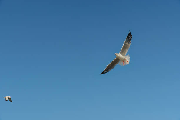 oiseau glissant sur le ciel clair - action alertness animal bird photos et images de collection