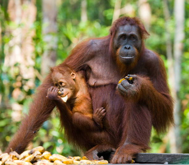 istock Female and baby orangutan eating fruit. 678081468