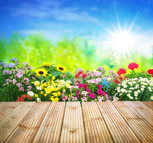 istock Flowers in garden 678082626