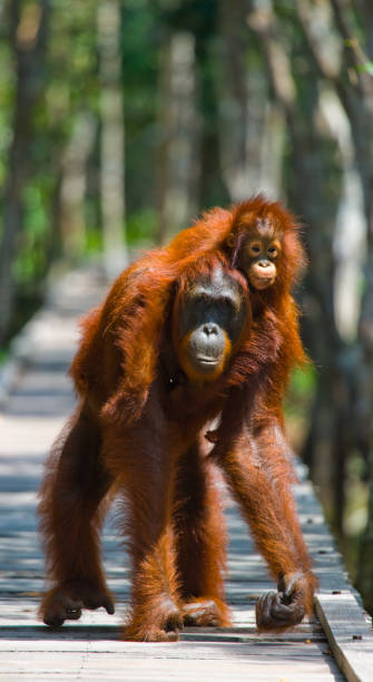 istock Orangutan walking on a wooden bridge in the jungle. 678098270