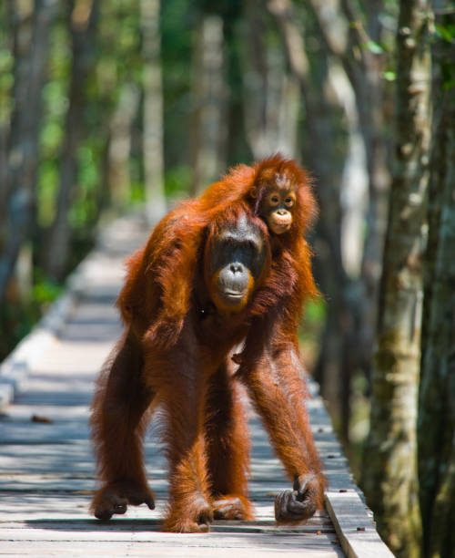 istock Orangutan walking on a wooden bridge in the jungle. 678098662
