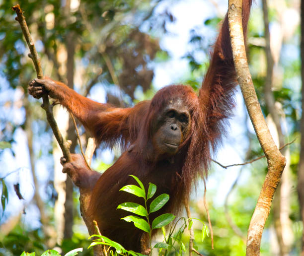 istock Big male orangutan on a tree in the wild. 678103326