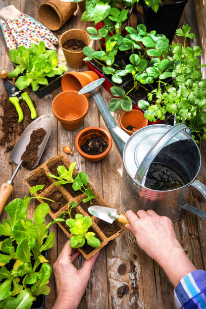 istock Planting seedlings in greenhouse 678103384