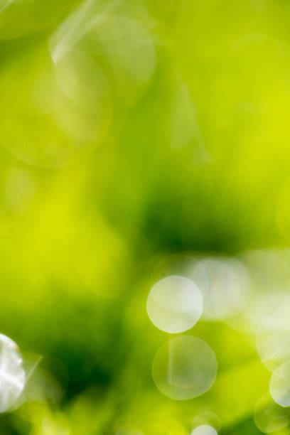 istock Beautiful green bokeh nature as background 678103882