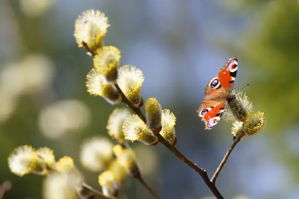 A beautiful butterfly Peacock-eye (Nymphalidae) spring Sunny day. Willow branch with yellow fluffy flowers. Blurred the background.