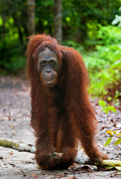 istock Orangutan stands on its hind legs in the jungle. 678104770