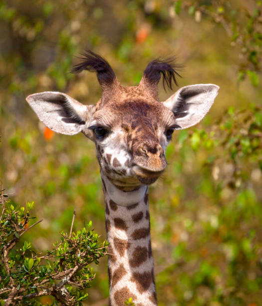 Adorable baby giraffe looking at viewer