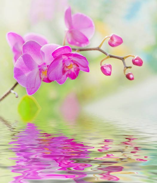 istock Purple orchids on a nature background 678109558