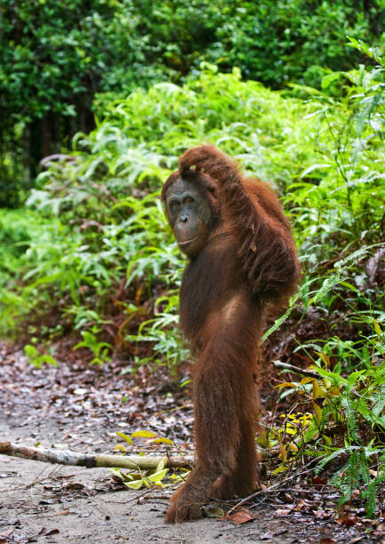 istock Orangutan stands on its hind legs in the jungle. 678110050