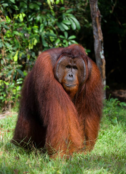 istock A big dominant male sitting on the grass. 678110120