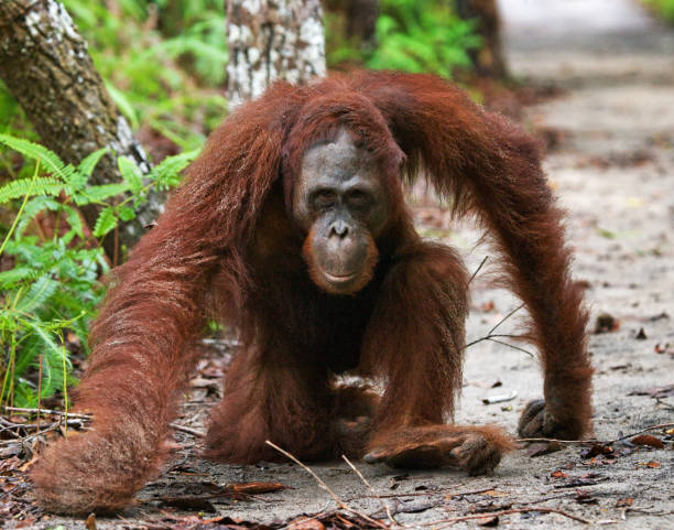 istock Dominant male orangutan sitting on the ground. 678110216