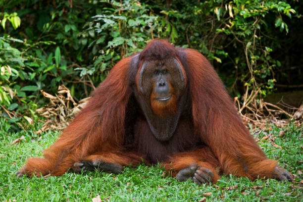 istock A big dominant male sitting on the grass. 678110256