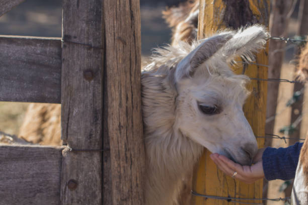 istock Animal llama eating from a woman's hand 678110268