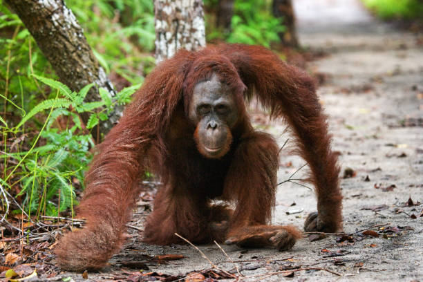 istock Dominant male orangutan sitting on the ground. 678110424