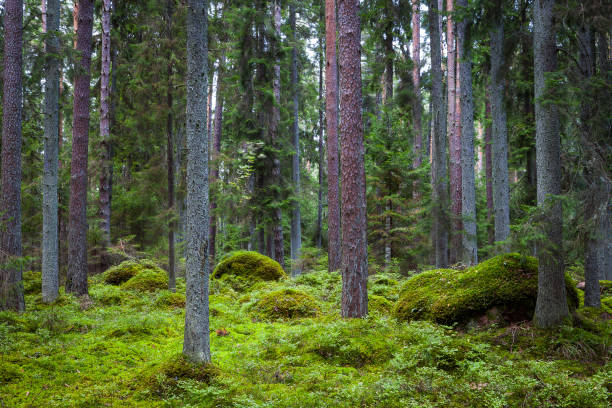 istock Pine forest with moss covered rocks. Lahemaa national park, Estonia 678110480