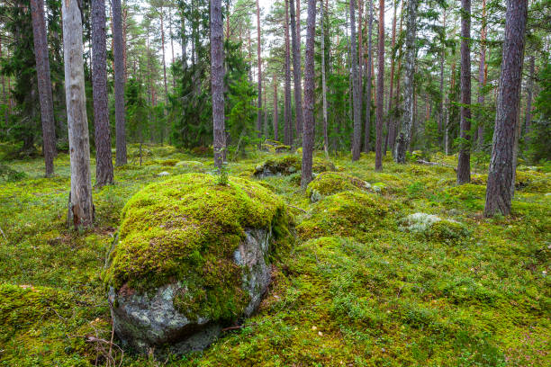 istock Pine forest with moss covered rocks. Lahemaa national park, Estonia 678110766