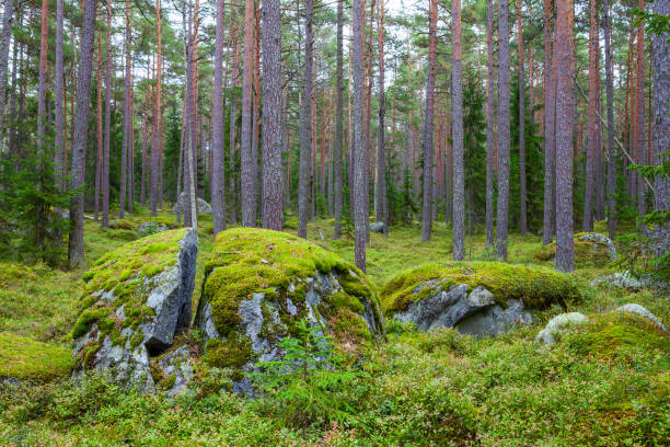 istock Rocks in the forest near Kasmu (captain's village), Estonia 678113084