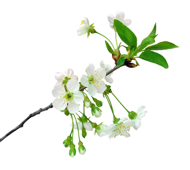 istock A branch of blossoming cherry, isolated 678114000