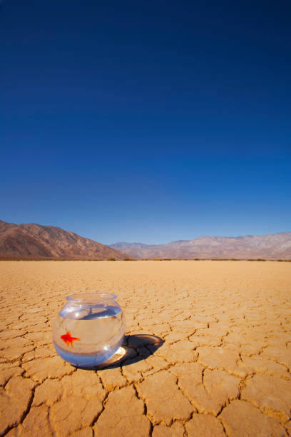 istock Desert surrounding a goldfish in a bowl 678114604