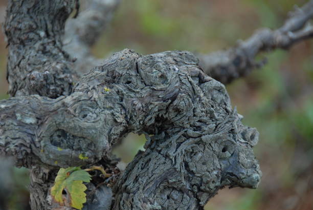istock Autumn colours on the vine in Spain 678119778