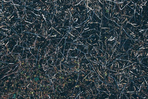 istock Dark texture of old and dry grass 678126974