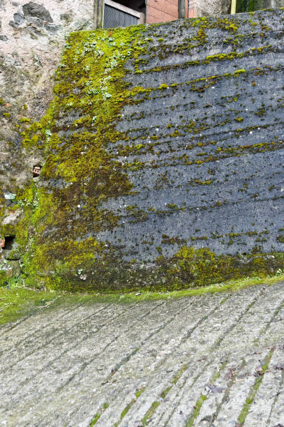 istock detail of moss 678127992