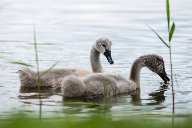 istock swan and cygnets first time in the water 678128686