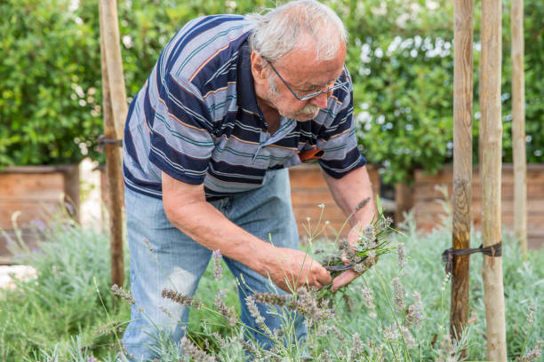 istock Senior Man Working at the Garden 678130360