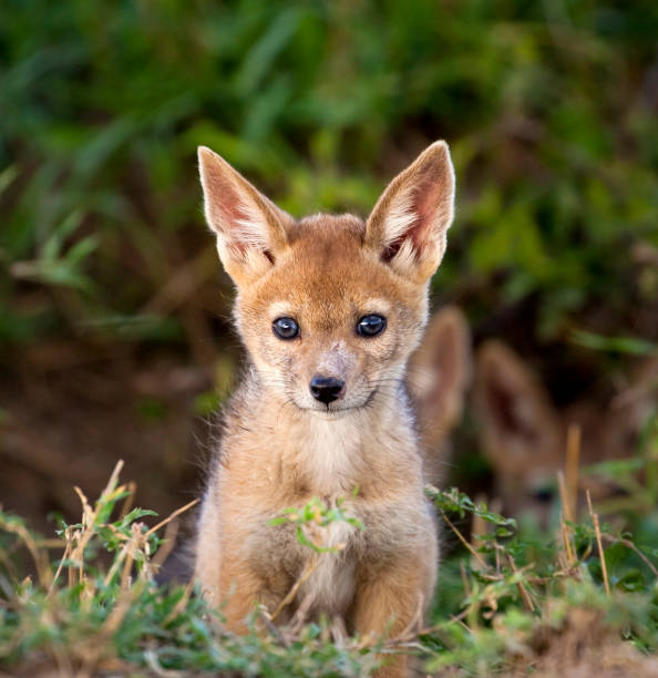 istock Adorable black backed jackal pup 678131138