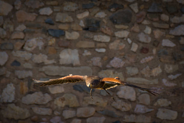 harris hawk fliegt - harris hawk hawk bird of prey bird stock-fotos und bilder