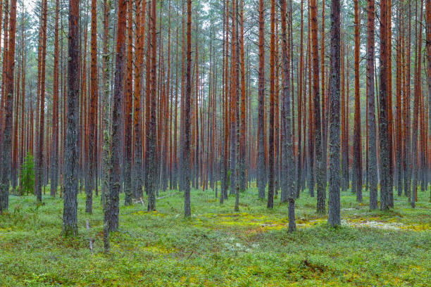 istock Green pine forest. Rythmes of straight trunks. 678132380