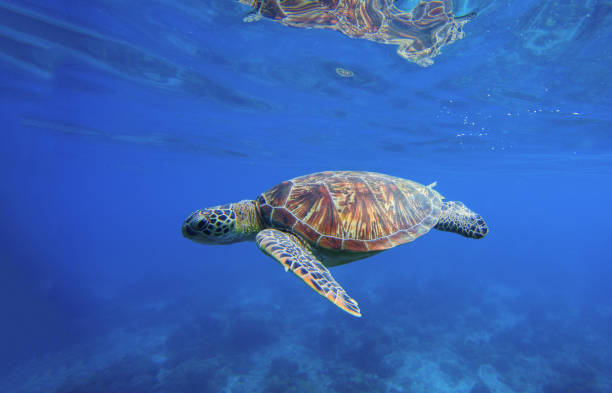 Wild turtle swimming underwater in blue tropical sea. Undersea photo with tortoise. Underwater photography of wild oceanic animal. pacific ridley turtle stock pictures, royalty-free photos & images