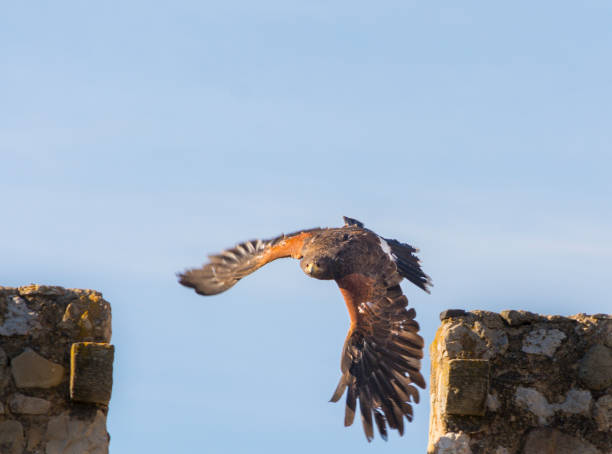 harris hawk flying - harris hawk hawk bird of prey bird imagens e fotografias de stock