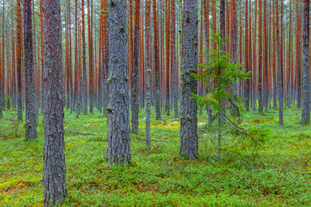 istock Green pine forest. Rythmes of straight trunks. 678132570