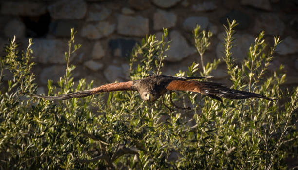 harris hawk fliegt - harris hawk hawk bird of prey bird stock-fotos und bilder