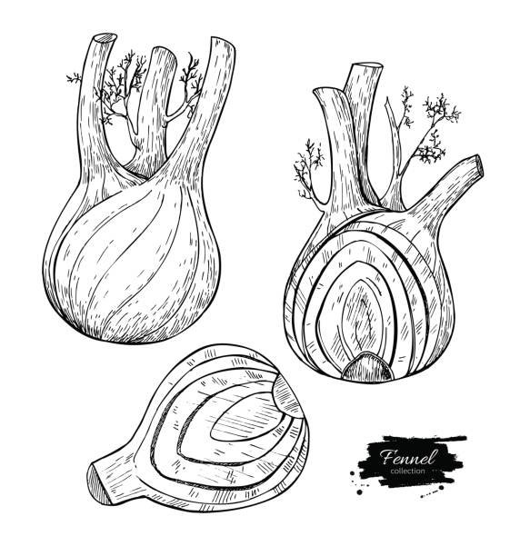 illustrations, cliparts, dessins animés et icônes de main de fenouil dessinée illustration vectorielle. objet de style gravé isolé légume avec des morceaux en tranches - fennel ingredient vegetable isolated on white